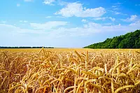 Семена Жито (Рожь) 10кг органическое удобрение для почвы, посевное озимое жито