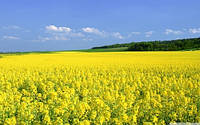 Насіння Гірчиця(жовта) 1кг органічне зелене добриво,медоносна та кормова культура відмінний сидерат