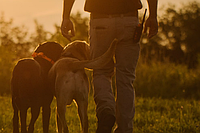 Электронный ошейник: принцип действия и его применение