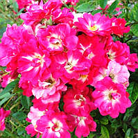 Саджанці бордюрної троянди Ліллан (Rose Lillan)