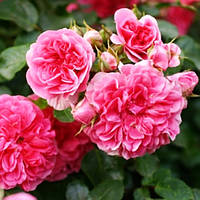Саджанці спрей троянди Пінк Свані (Pink Swany)