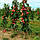Саджанці колоновидної Яблуні Баргузин - осіннього строку, урожайна, морозостійка, фото 2