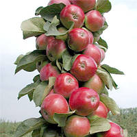 Саджанці колоновидної Яблуні Скорпіон - осіннього строку, урожайна, морозостійка