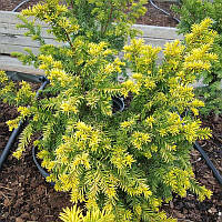 Саджанці Тиса ягідного Елегантиссима (Taxus baccata Elegantissima) Р9