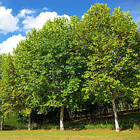 Саджанці Платана західного (Platanus occidentalis)