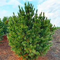 Саджанці Сосни кедрової європейської (Pinus cembra) 3-х річна, С3