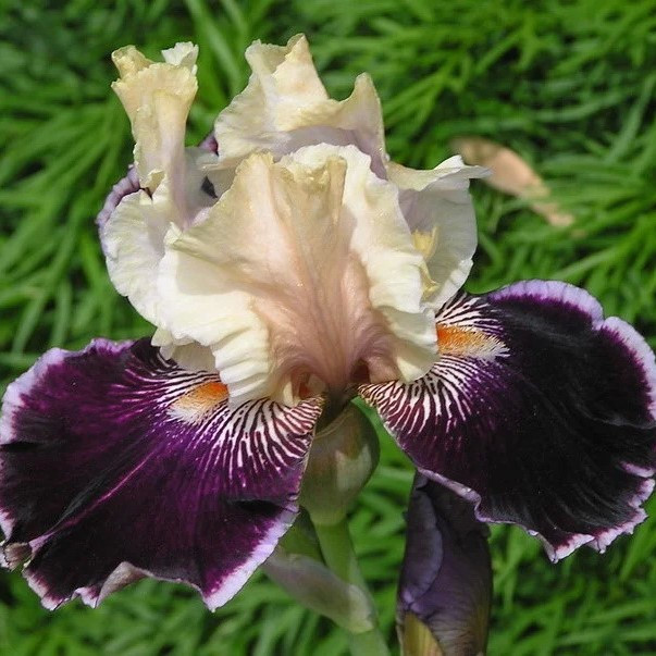 Ірис німецький Лейзон (Iris germanica Liaison)