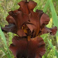 Ирис германский Инфоржитейбл Файр (Iris germanica Unforgettable Fire)