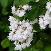 Саджанці Дейції шорсткої Кандидіссіма (Deutzia scabra Candidissima) Р9