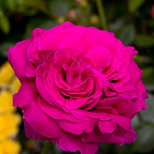Саджанці чайно-гібридної троянди Шартрез де Парм (Rose Chartreuse de Parme) - фото 1 - id-p1114989385