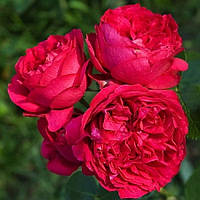 Саджанці паркової троянди Ред Еден Роуз (Red Eden Rose)