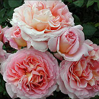 Саджанці англійської троянди Абрахам Дарбі (Rose Abraham Darby)