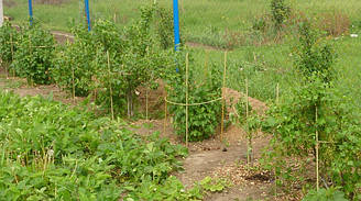 Кілочки для підв'язування низькорослих витких рослин, розсади (Polyarm) Ø 7 мм (1 метр)