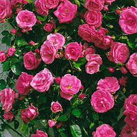Саджанці плетистої троянди Лавінія (Rose Lawinia)
