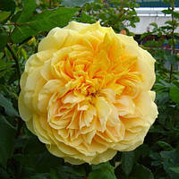 Саджанці кущової троянди 100 Ідей Саду (Голдн Зет) (Rose 100 Idees Jardin (Golden Zest))