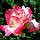 Саджанці чайно-гібридної троянди Енджой (Rose Enjoy), фото 2
