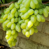 Саджанці Винограду Емілія - дуже раннього терміну, великоплідний, морозостійкий