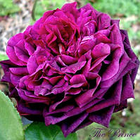 Саджанці англійської троянди Принц (Rose The Prince)