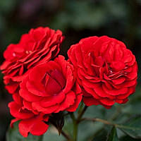 Саджанці бордюрної троянди Гранатовий браслет (Rose Garnet Bracelet)