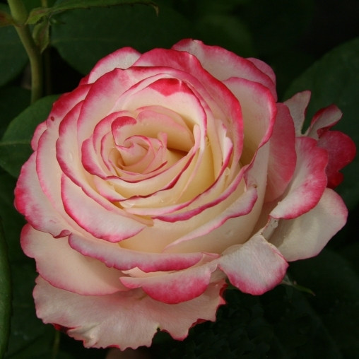 Саджанці чайно-гібридної троянди Світнес (Rose Sweetness), фото 1