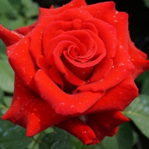 Саджанці чайно-гібридної троянди Валентино (Rose Valentino)
