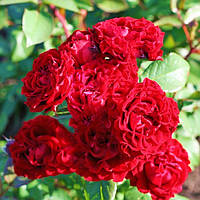Саджанці троянди флорибунда Таманго (Rose Tamango)