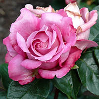 Саджанці плетистої троянди Аметист (Rose Amethyste)