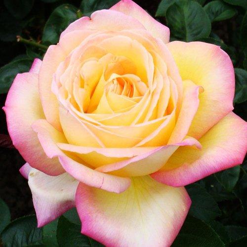 Саджанці чайно-гібридної троянди Глорія Дей (Rose Gloria Dei) - фото 2 - id-p1051186262