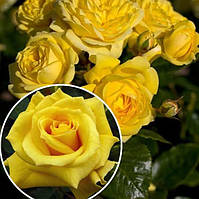 Саджанці троянди флорибунда Фрезія (Rose Friesia)