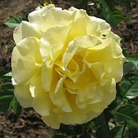 Саджанці плетистої троянди Голден Шауерс (Rose Golden Showers)