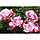 Саджанці плетистої троянди Хендель (Rose Handel), фото 5
