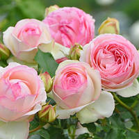 Саджанці плетистої троянди П'єр де Ронсар (Rose Pierre de Ronsard)