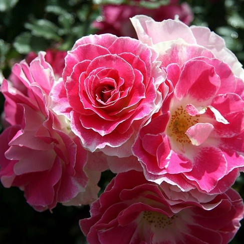 Саджанці троянди флорибунда Регенсберг (Rose Regensberg)