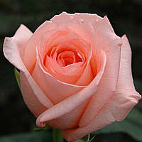 Саджанці чайно-гібридної троянди Ангажимент (Rose Engagement)