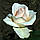 Саджанці чайно-гібридної троянди Клер Оушен (Rose Clear Ocean), фото 2