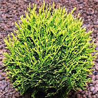 Саджанці Туї західної Ватерфилд (Thuja occidentalis Waterfield) Р9