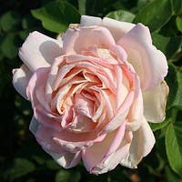 Саджанці чайно-гібридна троянди Муріам (Rose Myriam)