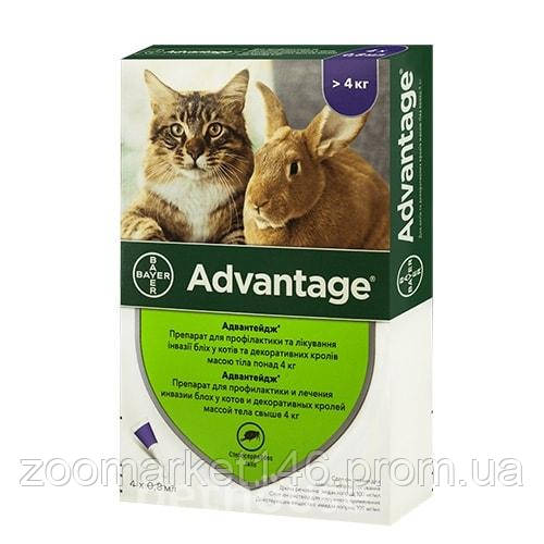 Bayer Advantage 80 від бліх, для котів вагою понад 4 кг, 1 піпетка
