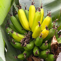 Саджанці банана сорт Київський карлик h 5-10 см P8