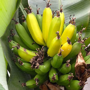 Саджанці банана сорт Київський карлик h 10-20 см P9, фото 2