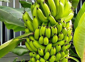 Саджанці банана сорт Київський карлик h 10-20 см P9, фото 2