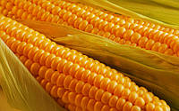 Стратегія збереження та ефективного використання вологи в технології вирощування кукурудзи