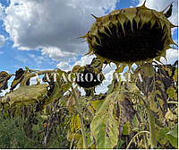 Середньостиглий гібрид соняшника TAYGER під Гранстар (Тайгер) Seed Grain Company