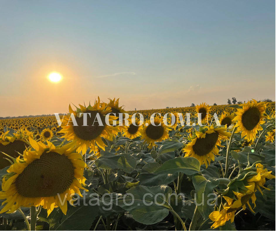 Гібрид соняшника СІВАС (під Гранстар) Seed Grain Company