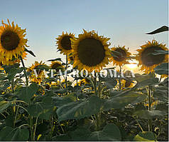 Насіння соняшнику «Голден" Seed Grain Company