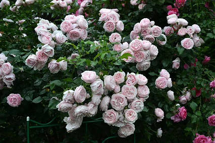 Роза Ханс Гоневейн Роуз (Hans Gonewein Rose) Флорибунда, фото 2