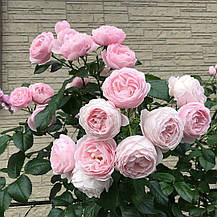 Роза Ханс Гоневейн Роуз (Hans Gonewein Rose) Флорибунда, фото 3