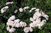 Роза Ханс Гоневейн Роуз (Hans Gonewein Rose) Флорибунда, фото 3