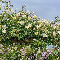 Роза Малверн Хиллс (Malvern Hills) Анг., фото 2