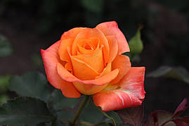 Саджанці троянд Міракл ( Miracle )